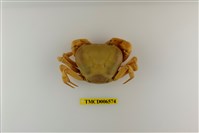 藏品(黃灰澤蟹)的圖片